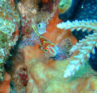 Image of Coral Hawkfish