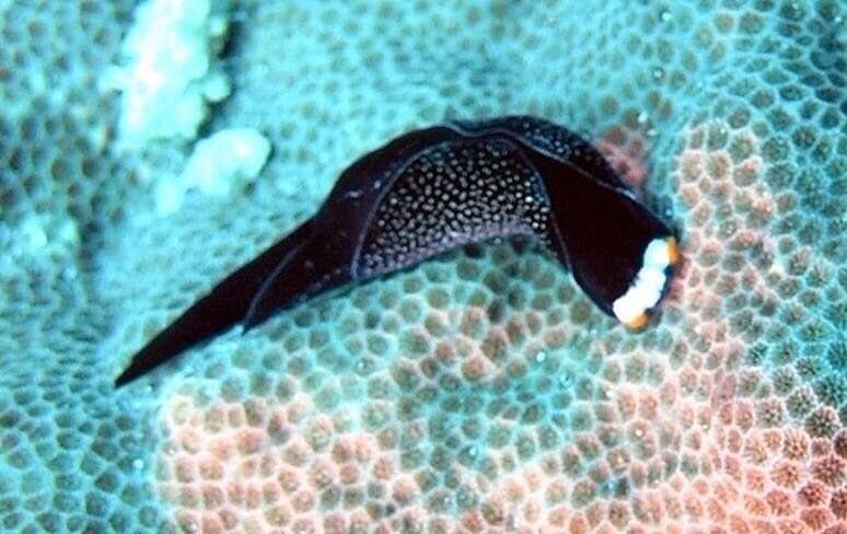 Image of White-capped swallowtail slug