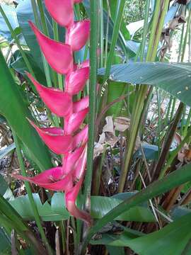 Image of Heliconia bourgaeana Petersen