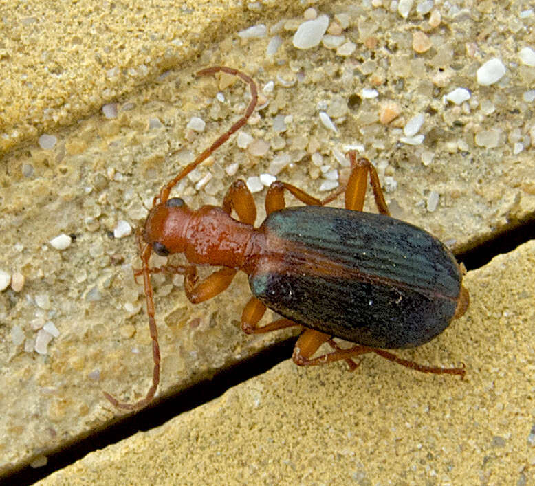 Image of Brachinus (Brachinus) alexandri F. Battoni 1984