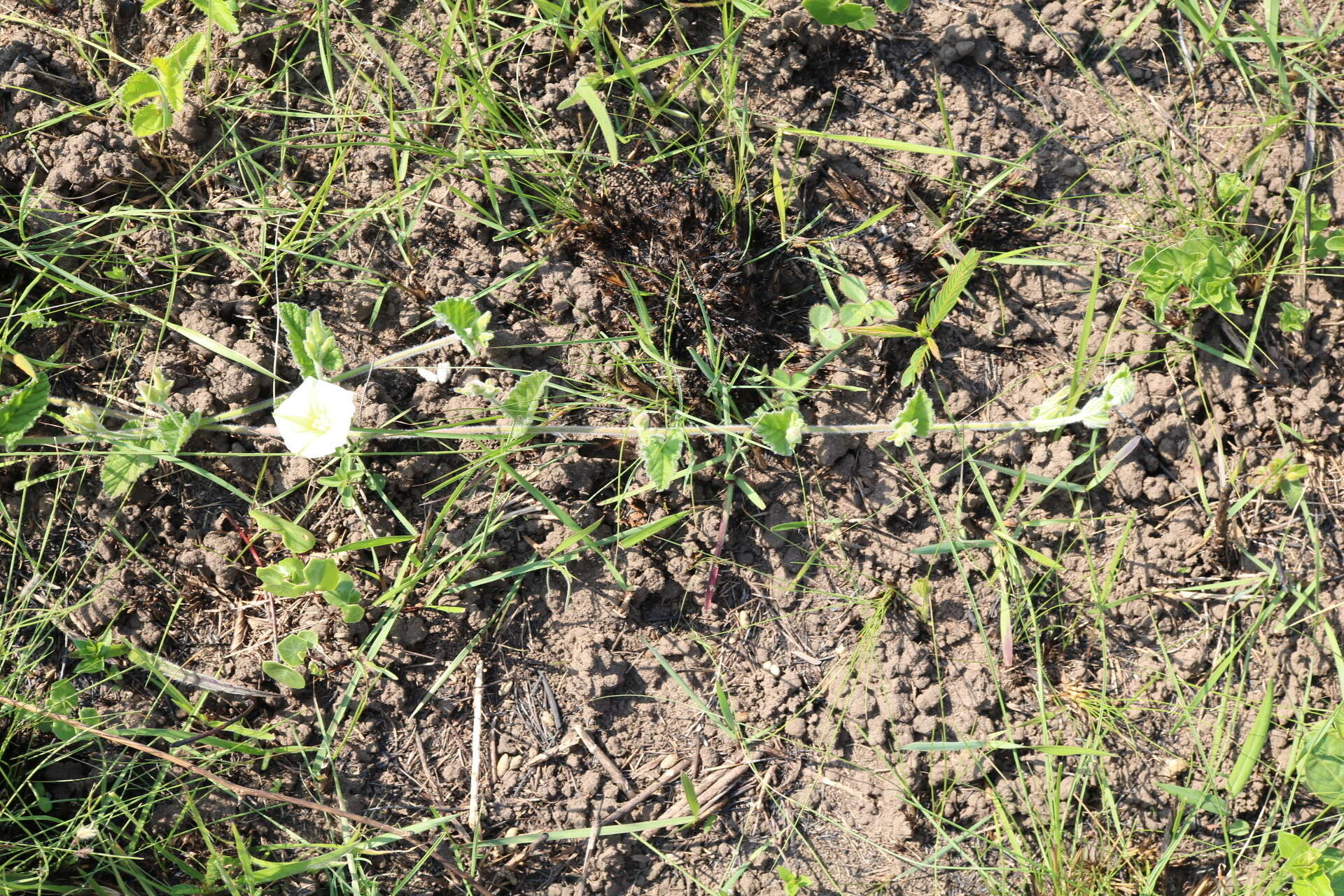 Sivun Convolvulus natalensis Bernh. kuva