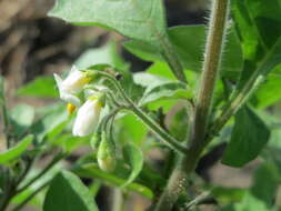 Plancia ëd Solanum nigrum L.