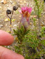 Image of Pteronia hirsuta L. fil.