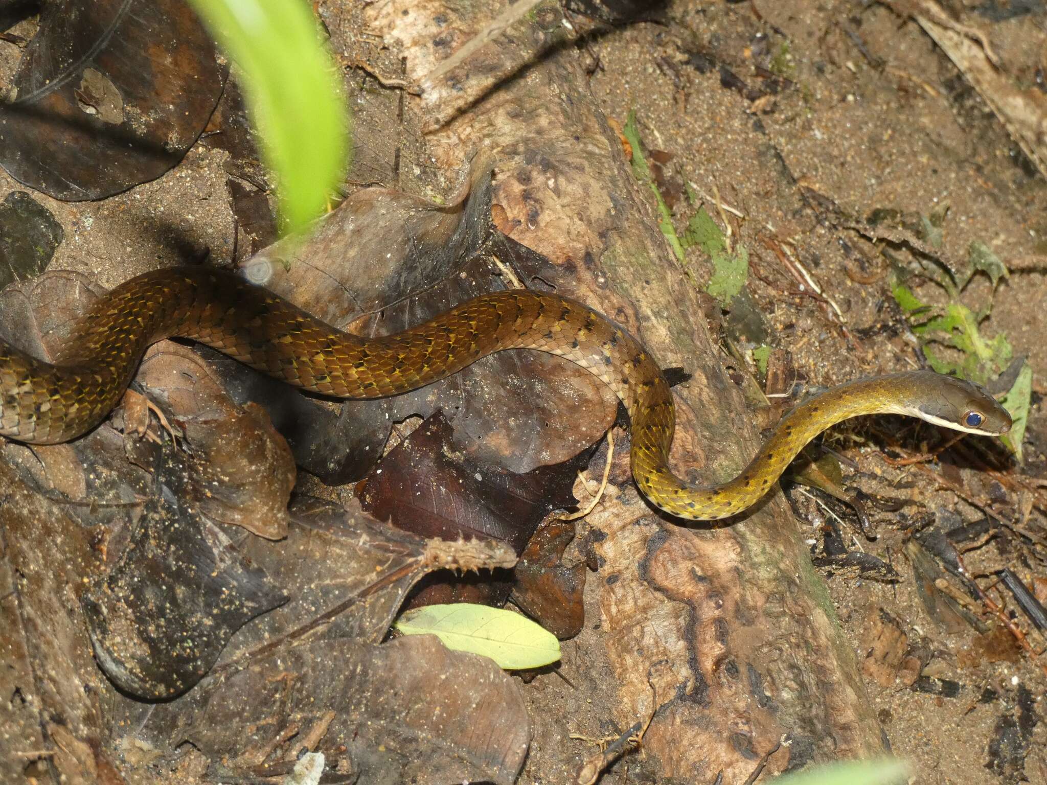 Imagem de Dendrophidion percarinatum (Cope 1893)