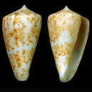 Image of Conus baeri Röckel & Korn 1992