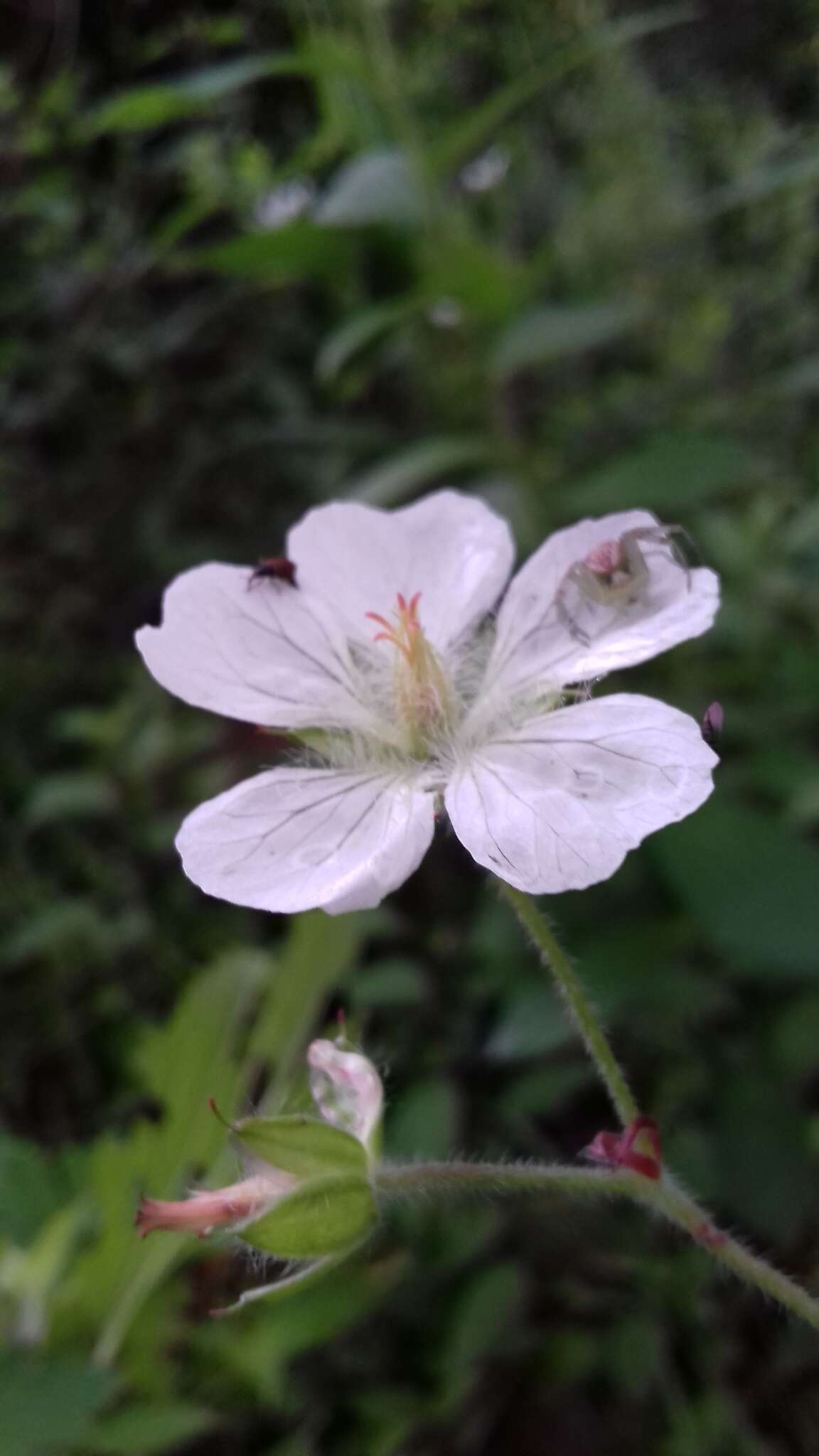 Image of Geranium deltoideum Rydb. ex Hanks & Small