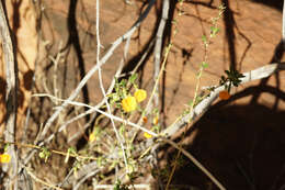 Pigea aurantiaca (F. Muell. ex Benth.) P. I. Forst. resmi