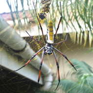 صورة Trichonephila inaurata madagascariensis (Vinson 1863)