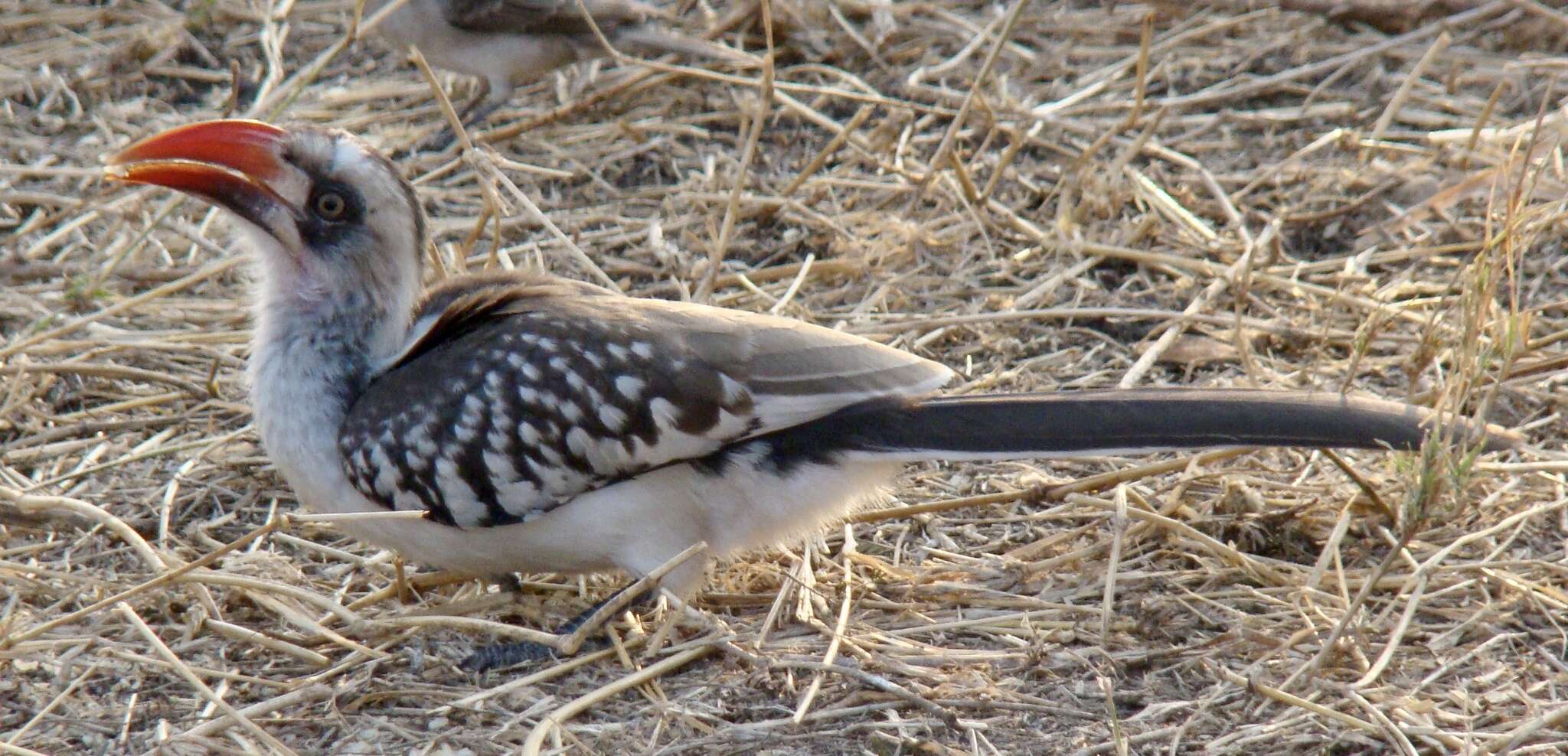 Image of Tanzanian Red-billed Hornbill