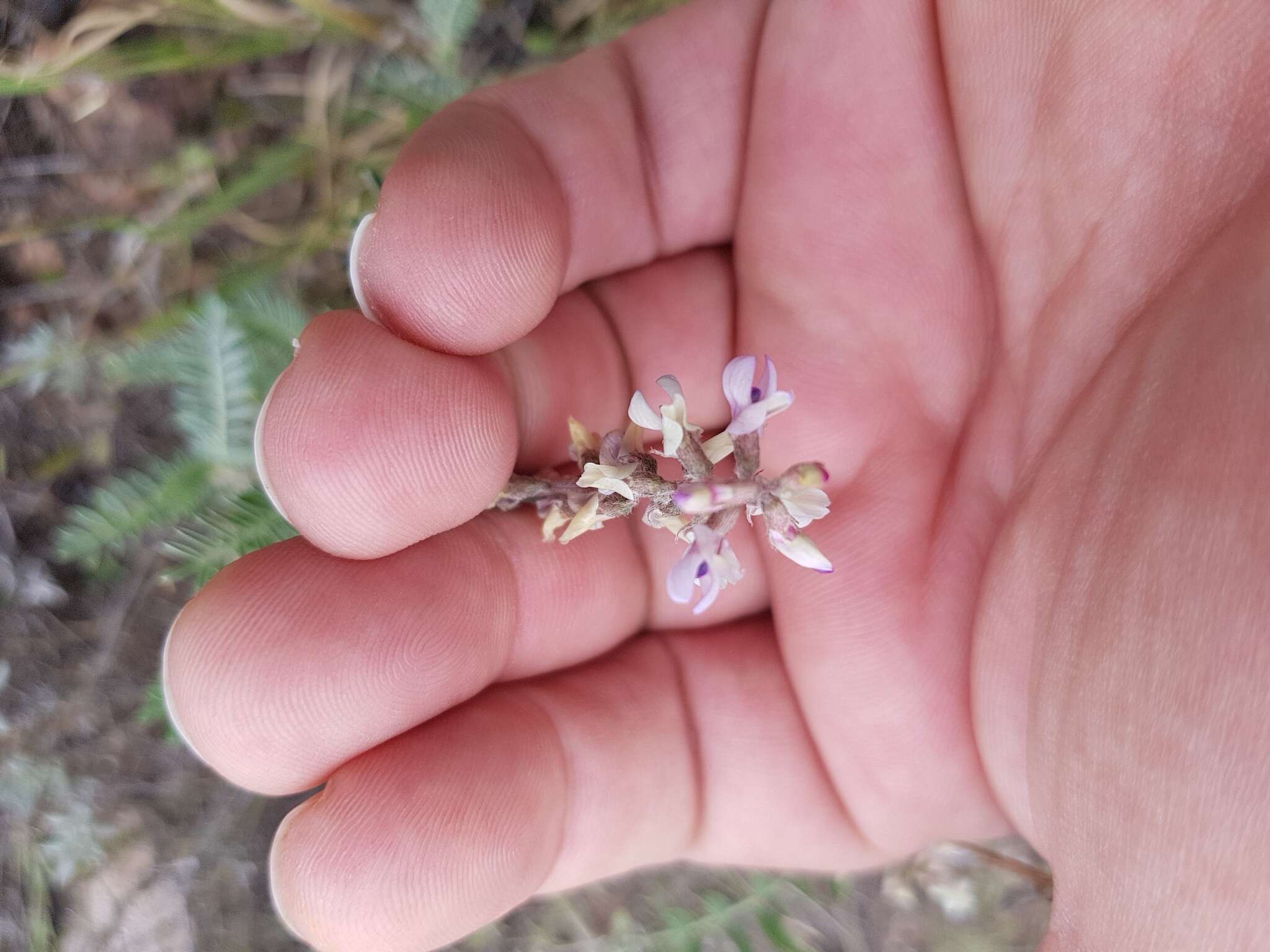 Sivun Astragalus hypoleucus Schau. kuva