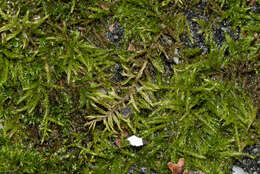 Image of Fern-leaved Hook Moss