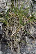 Image of Carex mucronata All.