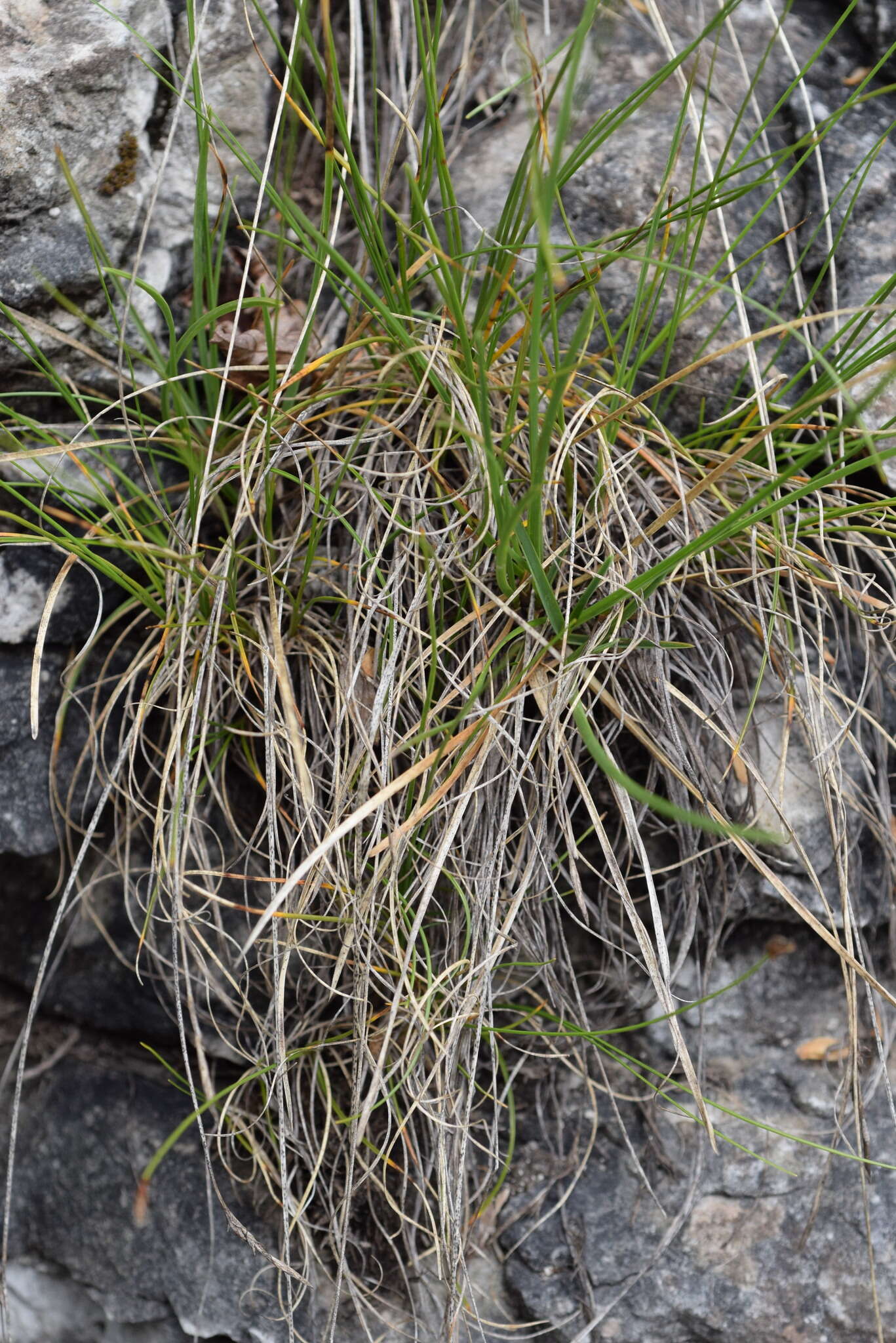 Image of Carex mucronata All.