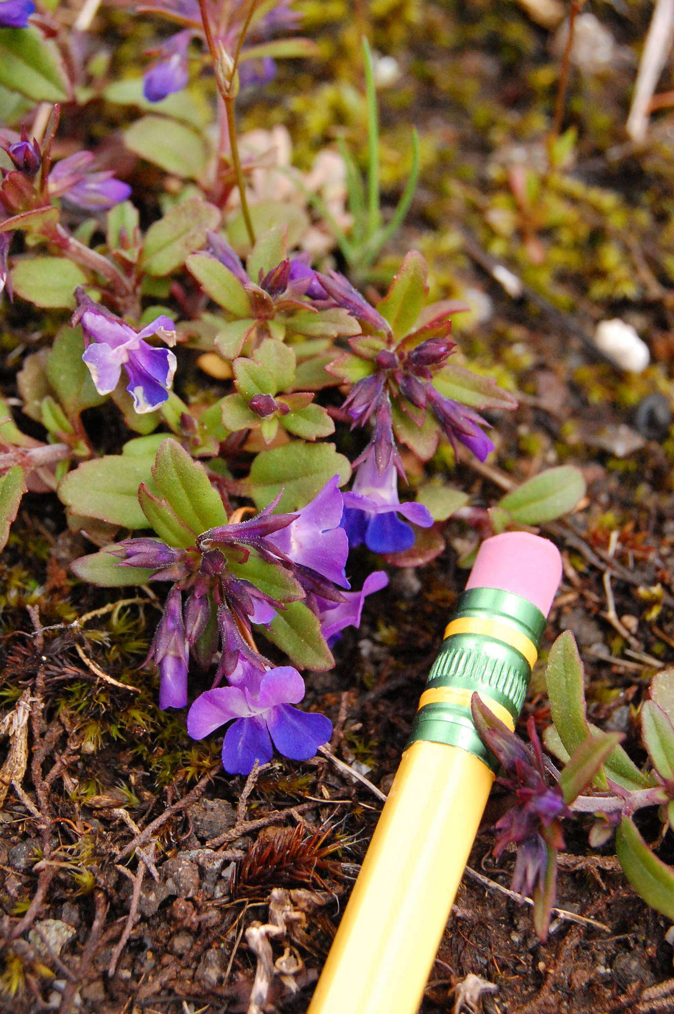 Sivun Collinsia grandiflora Dougl. ex Lindl. kuva