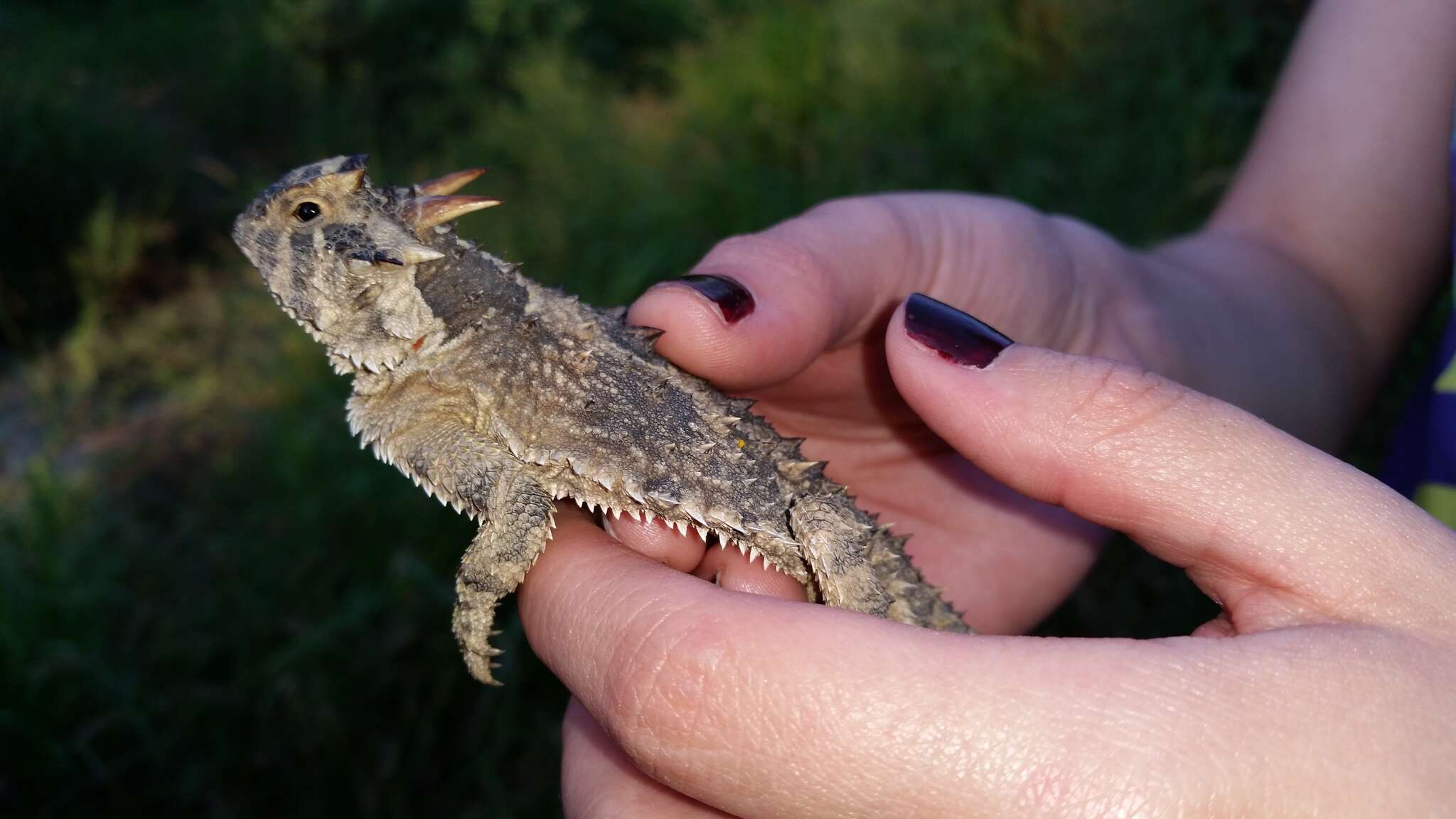 صورة Phrynosoma cornutum (Harlan 1824)