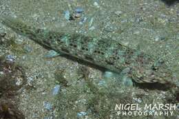 Image of Decorated goby