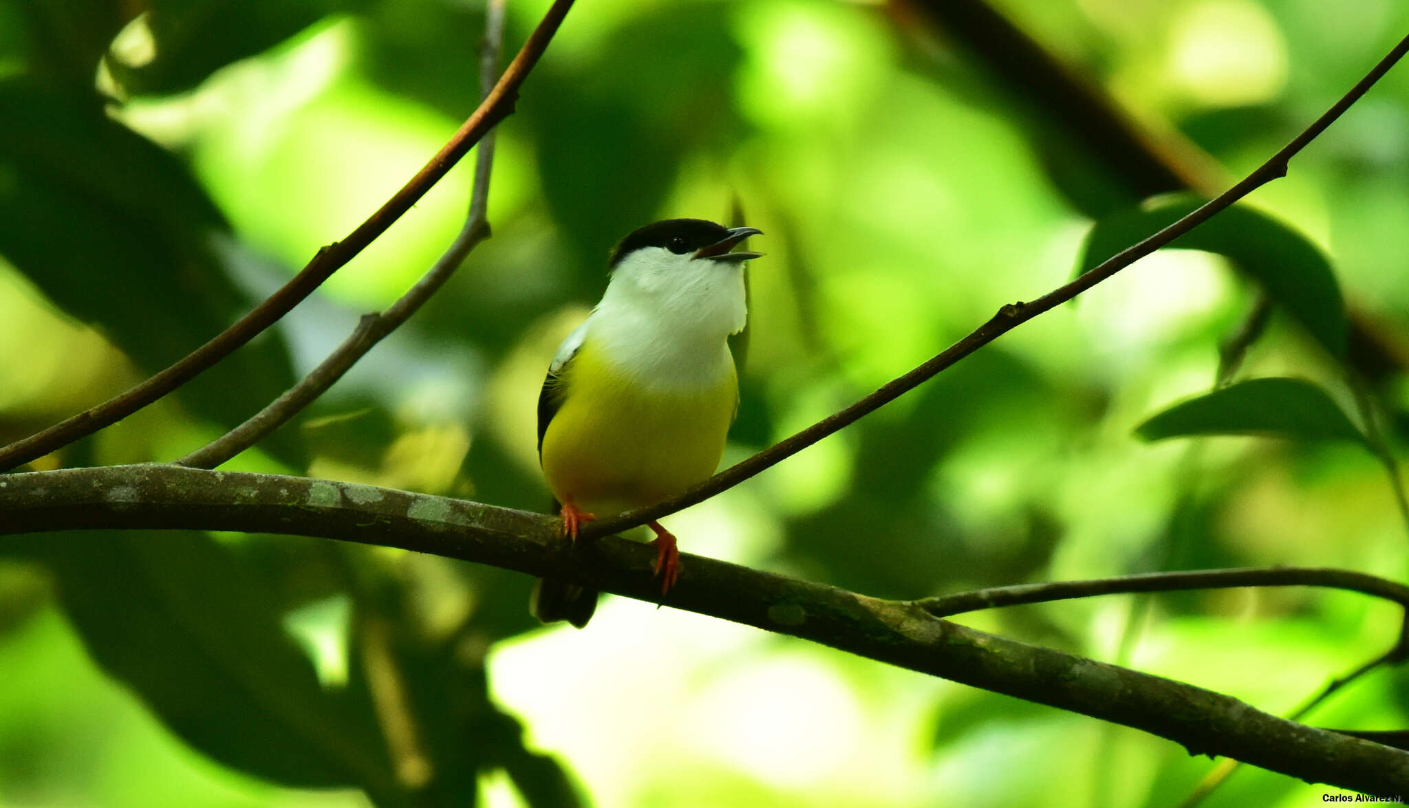 Image of White-collared Manakin