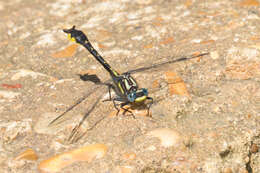 Image of Hylogomphus apomyius (Donnelly 1966)