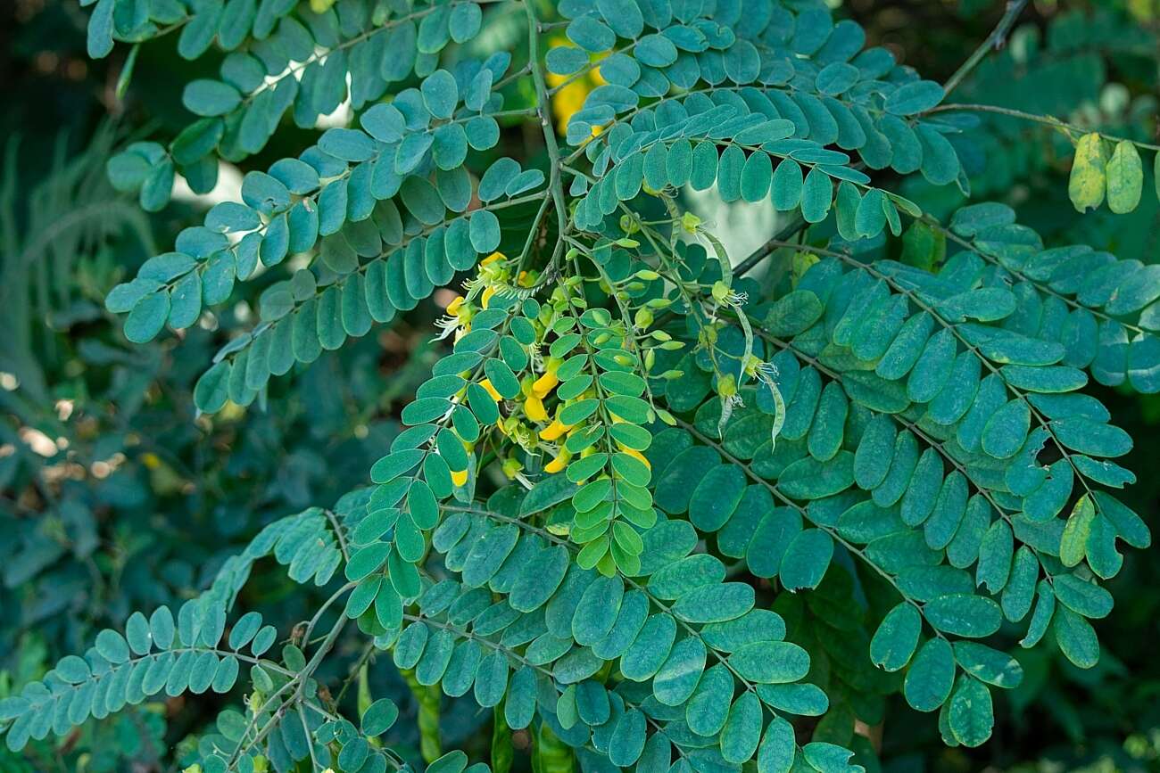 Imagem de Calpurnia aurea (Aiton) Benth.