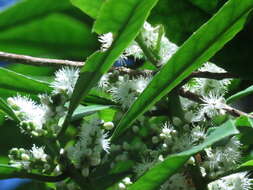 Image of Symplocos cochinchinensis subsp. laurina (Retz.) Nooteboom