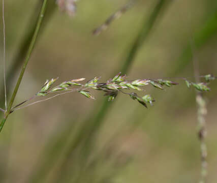 Image of Poa ensiformis Vickery