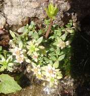 Image of Cockerell's stonecrop