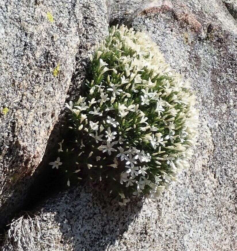 Image of San Jacinto prickly phlox