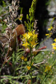 Image of California bog asphodel