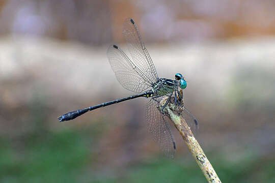 Image of Heliogomphus kelantanensis (Laidlaw 1902)