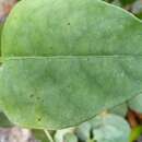 Image of Barleria microcalyx I. Darbysh.