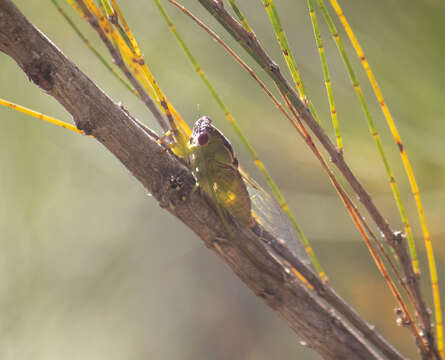 Image of Broad-striped Wattle Cicada