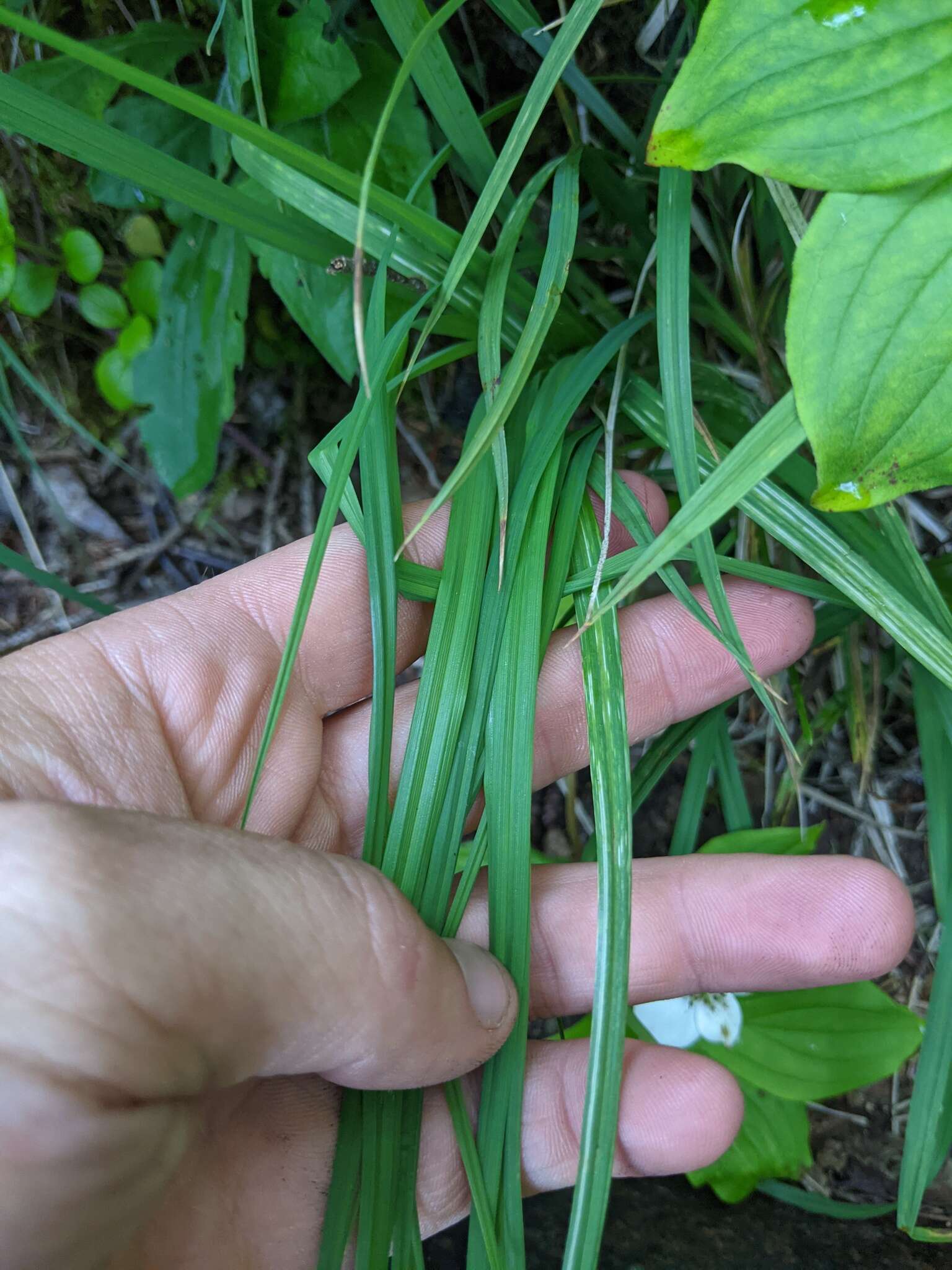 Image of scrabrous black sedge