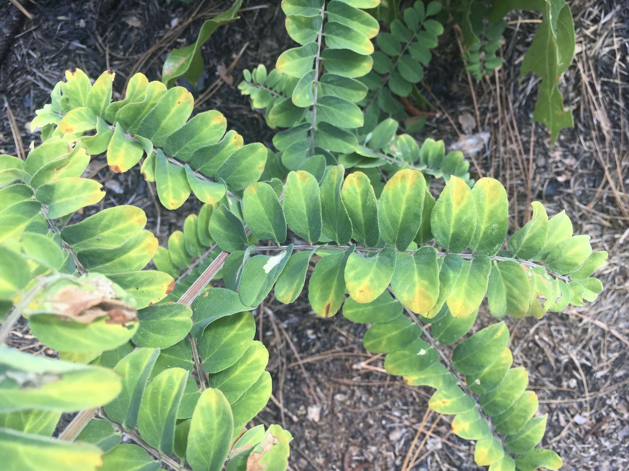 Image of Cluster-Spike Indigo-Bush