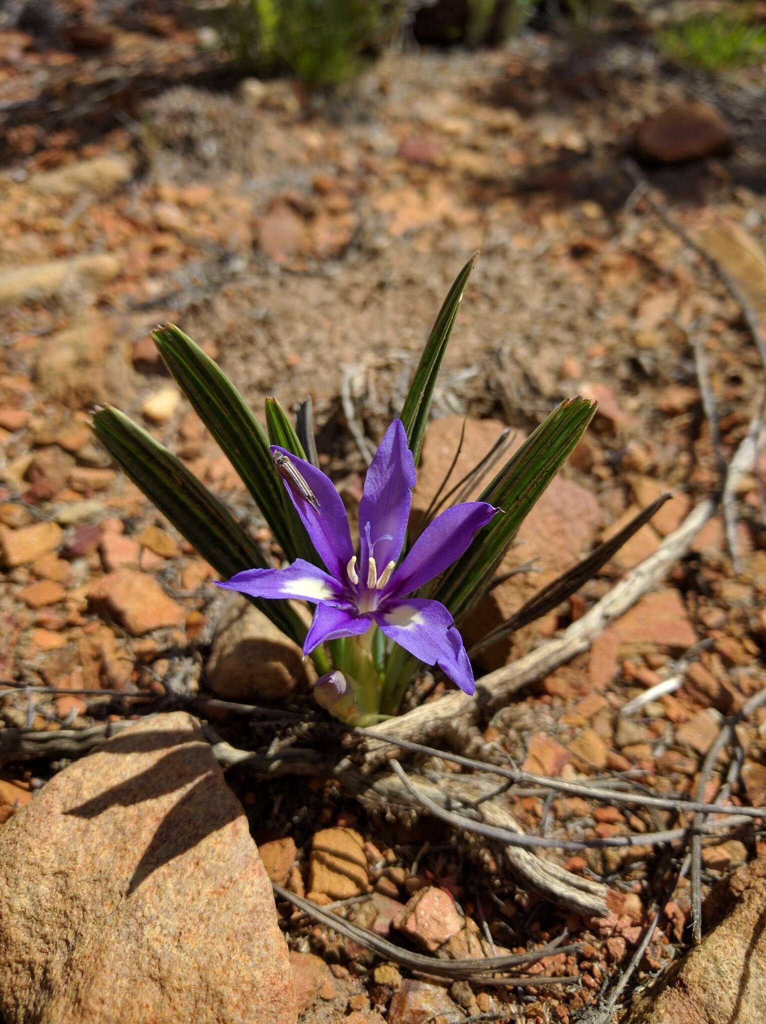 Image of Babiana cuneata J. C. Manning & Goldblatt