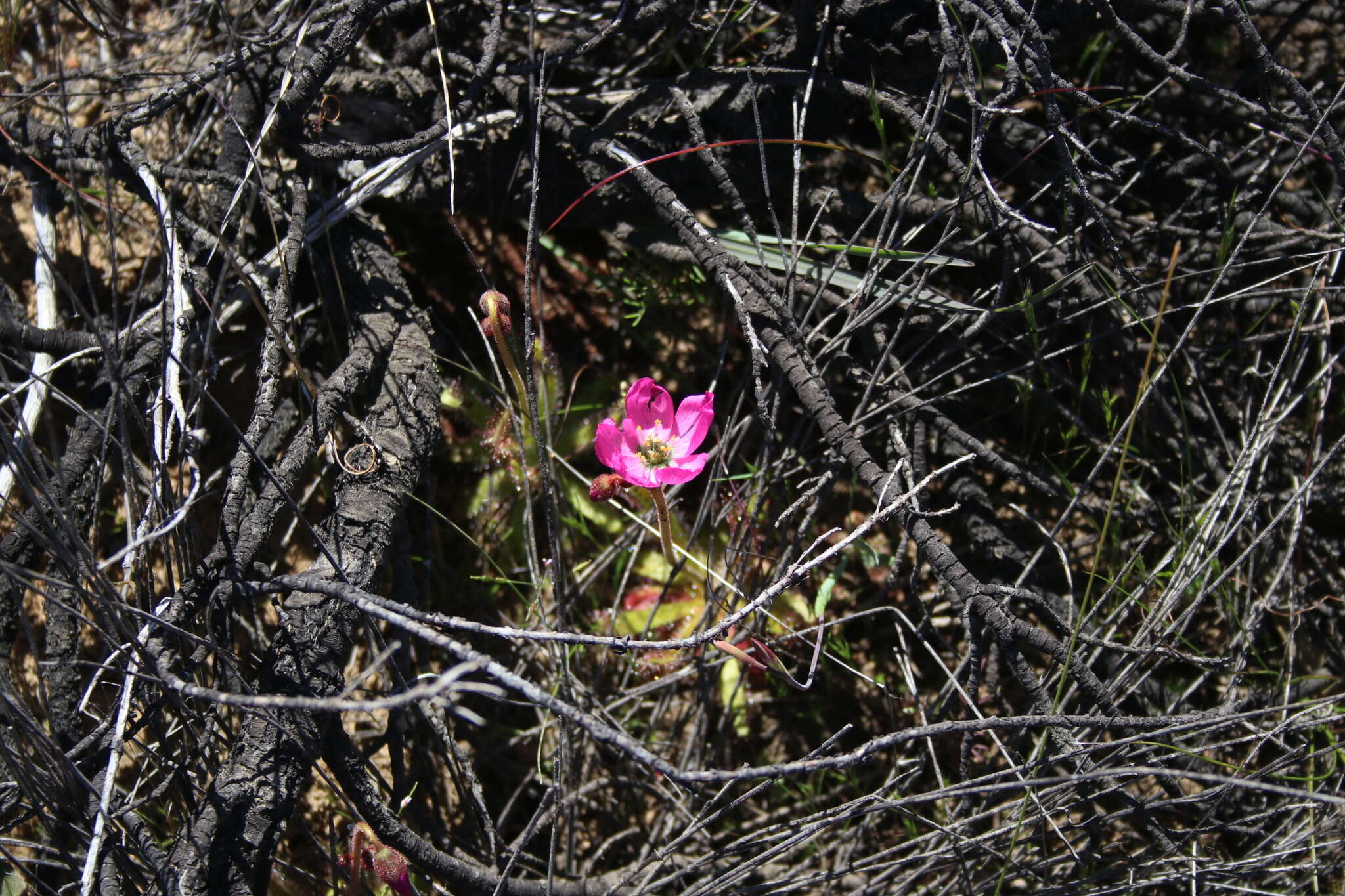 Image of <i>Drosera variegata</i> Debbert