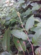 Sivun Persicaria chinensis (L.) Nakai kuva