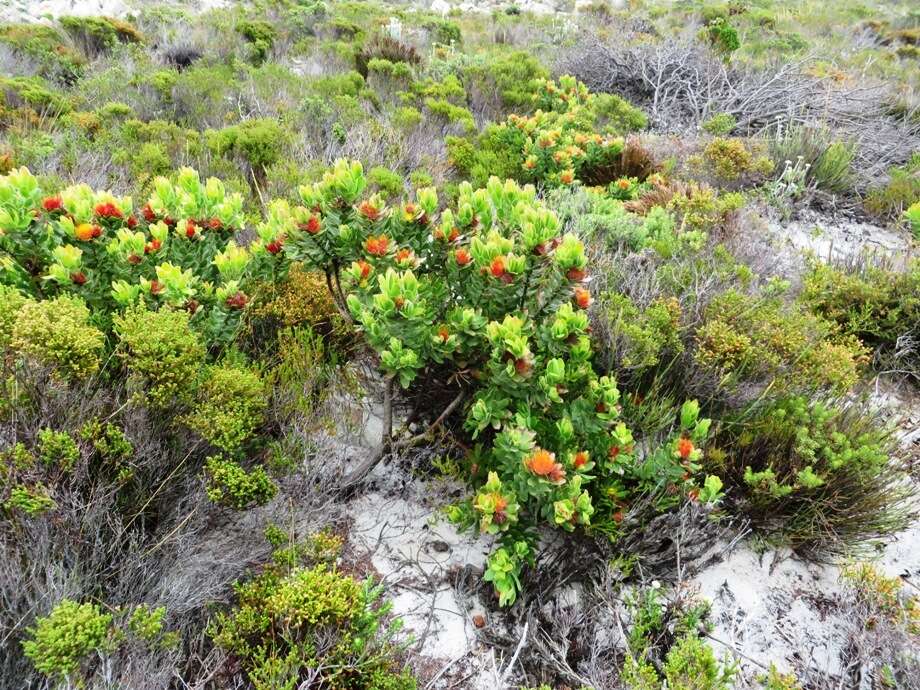 Image of Leucospermum oleifolium (P. J. Bergius) R. Br.