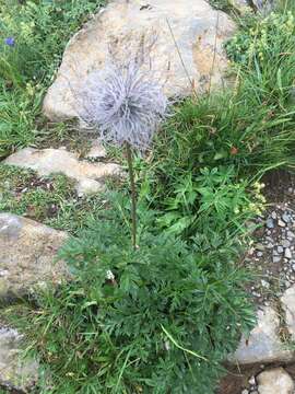 Image of alpine anemone