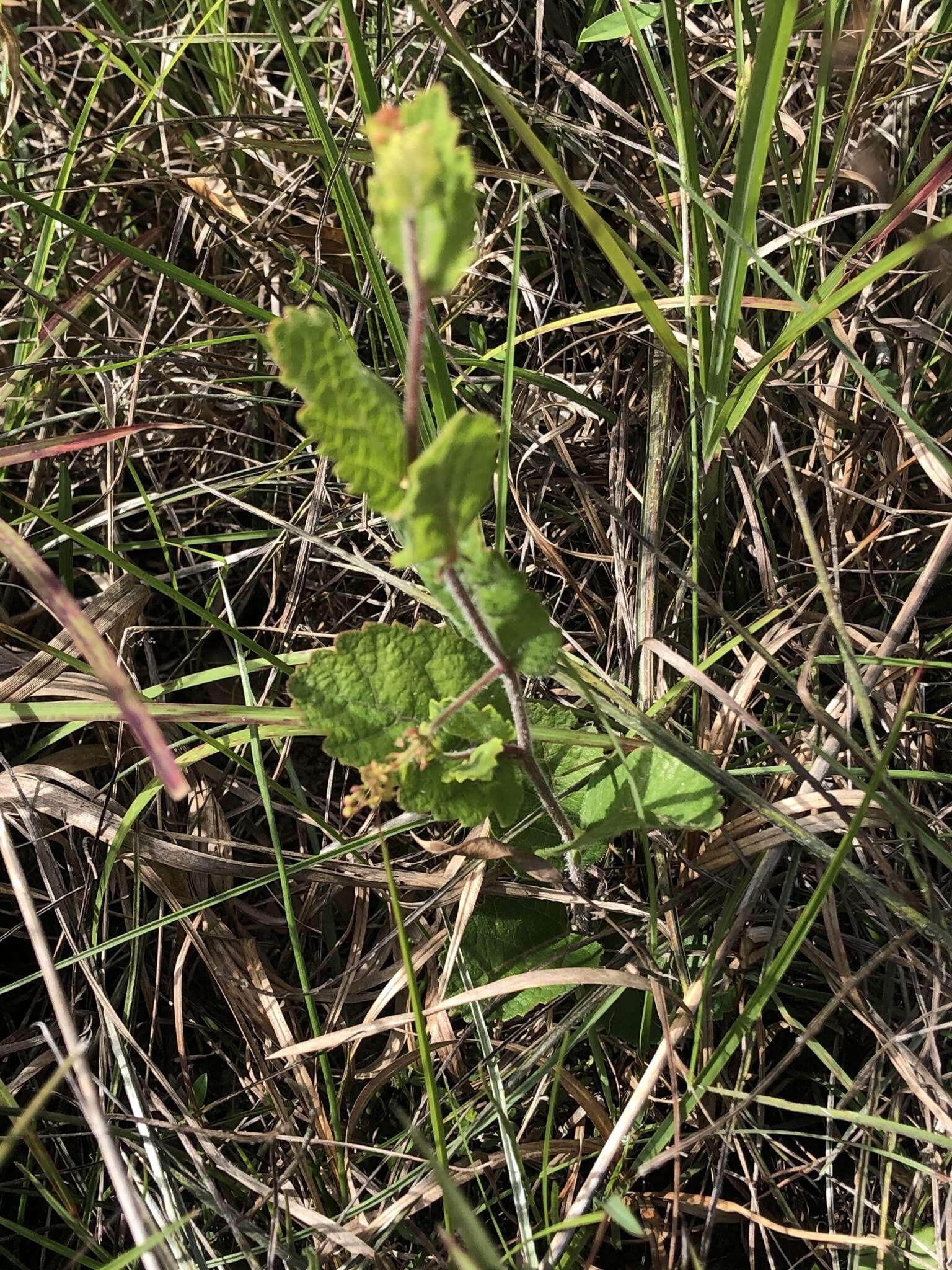 Image of Small's noseburn