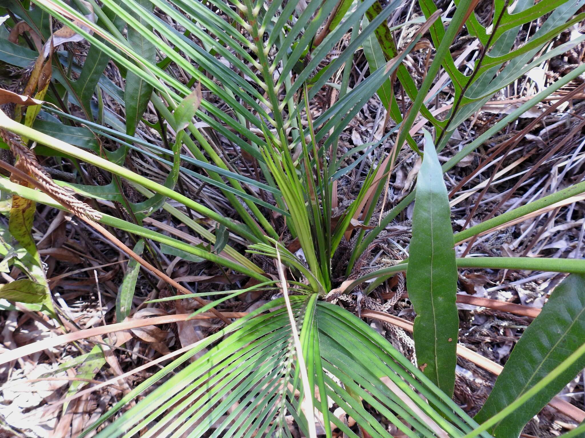 Image of Macrozamia mountperriensis F. M. Bailey