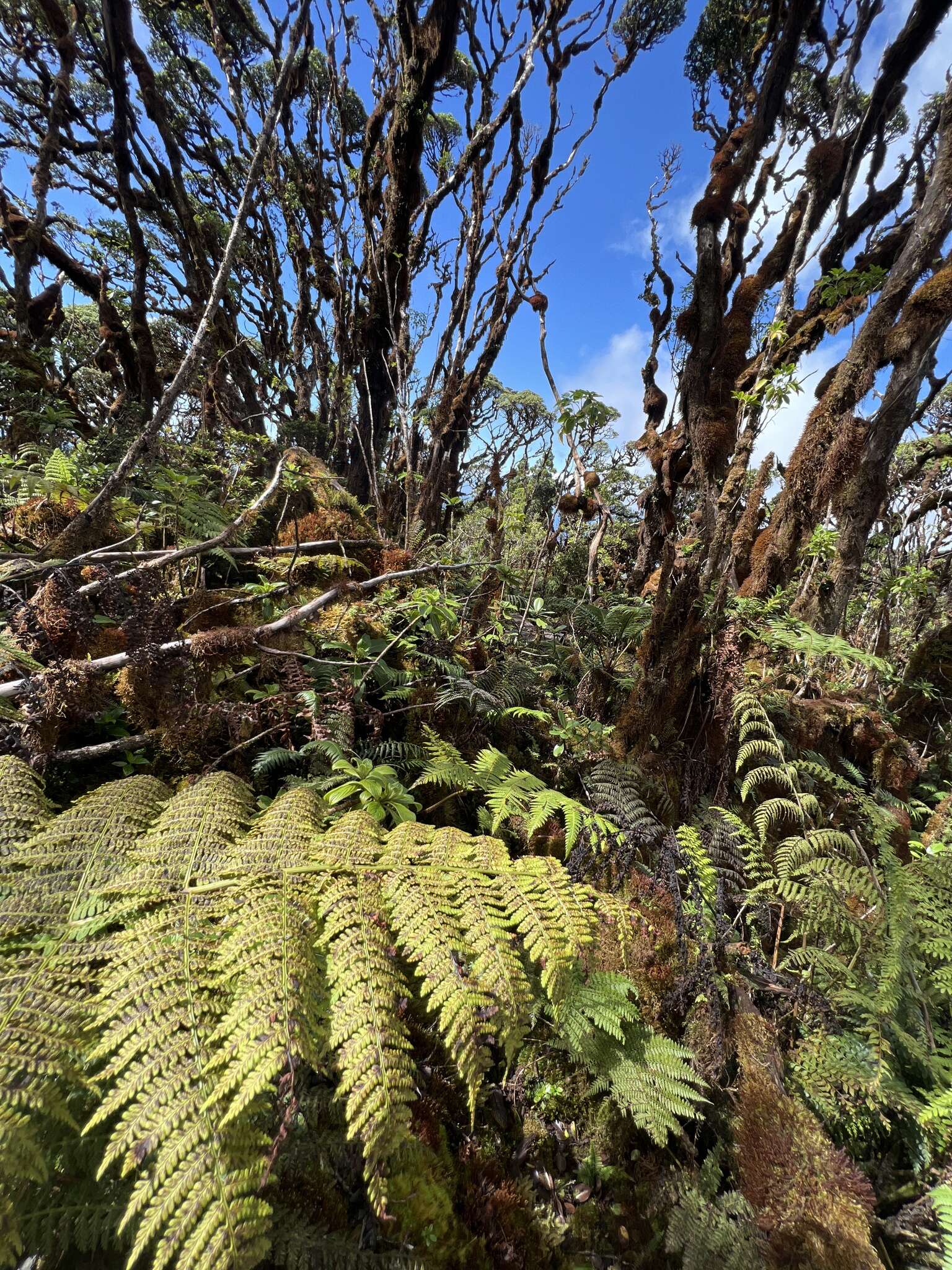 Imagem de Dryopteris unidentata (Hook. & Arn.) C. Chr.