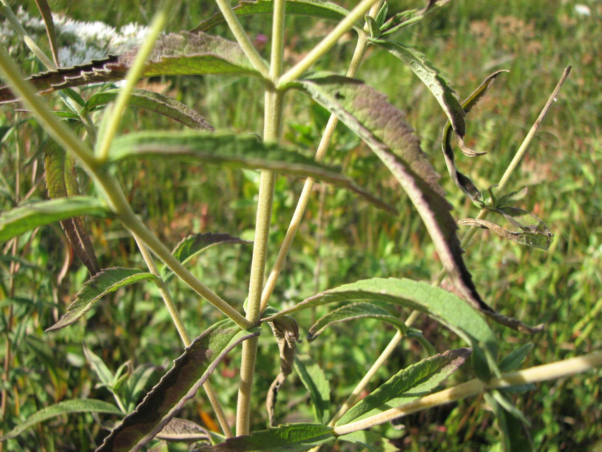 Image of pine barren thoroughwort