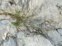 Image of rock flax