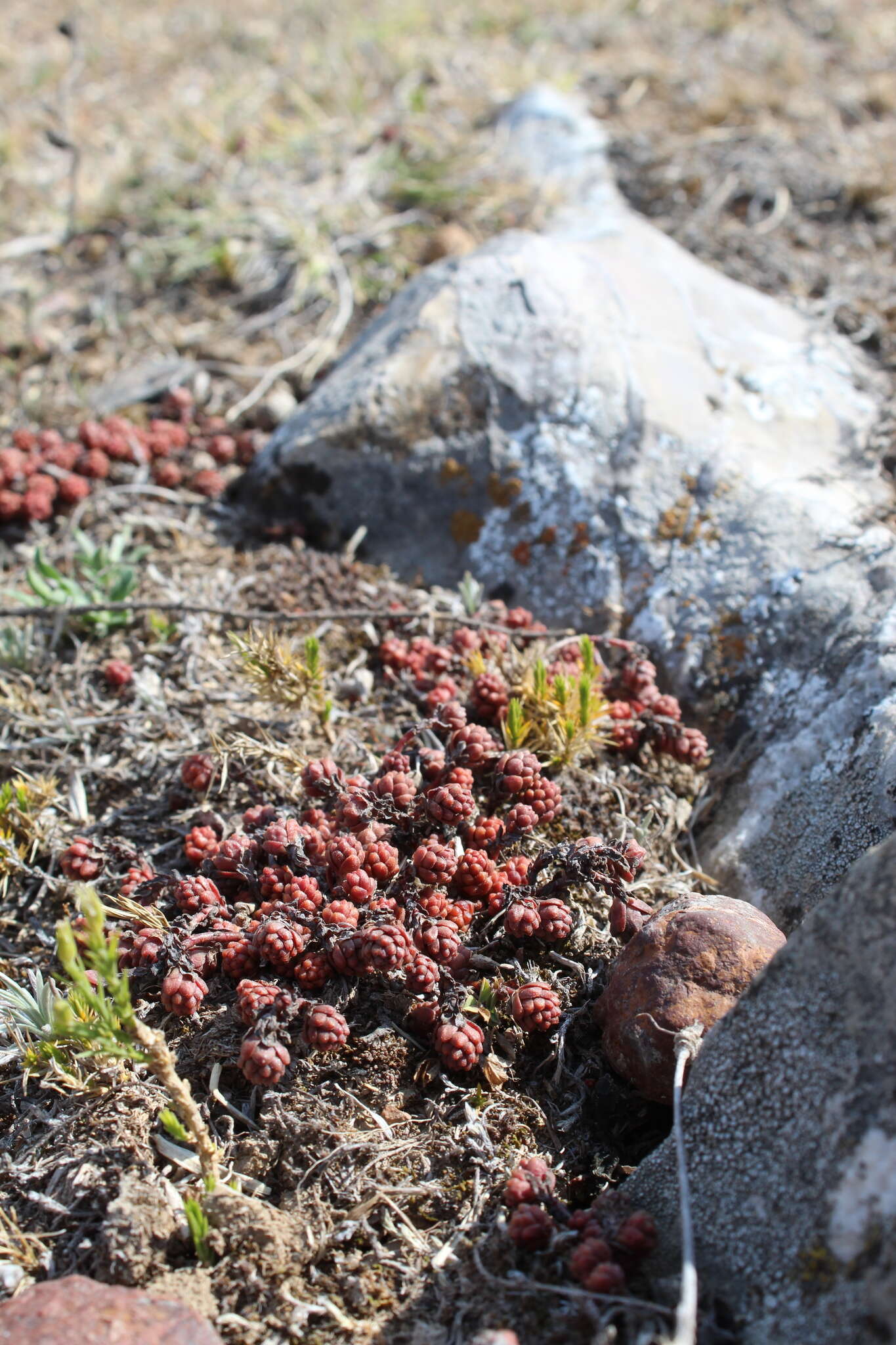 Слика од Sedum parvum Hemsl.