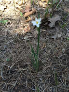 Sisyrinchium campestre E. P. Bicknell的圖片