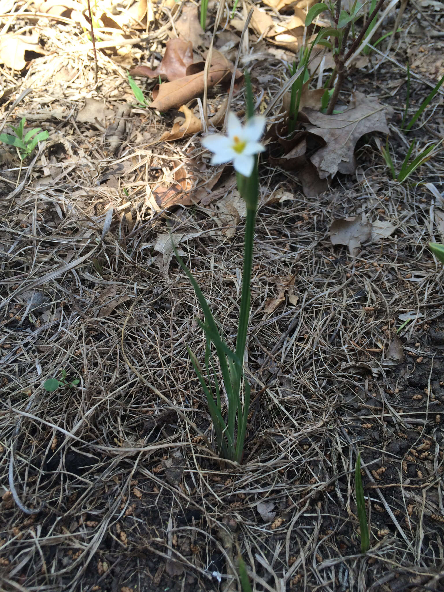 Sisyrinchium campestre E. P. Bicknell的圖片