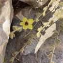 Image of Verbascum petrae P. H. Davis & Hub.-Mor.