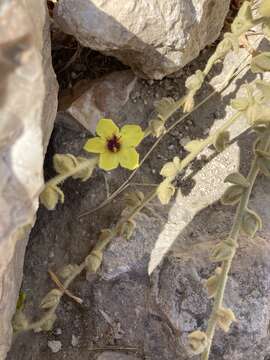 Image of Verbascum petrae P. H. Davis & Hub.-Mor.