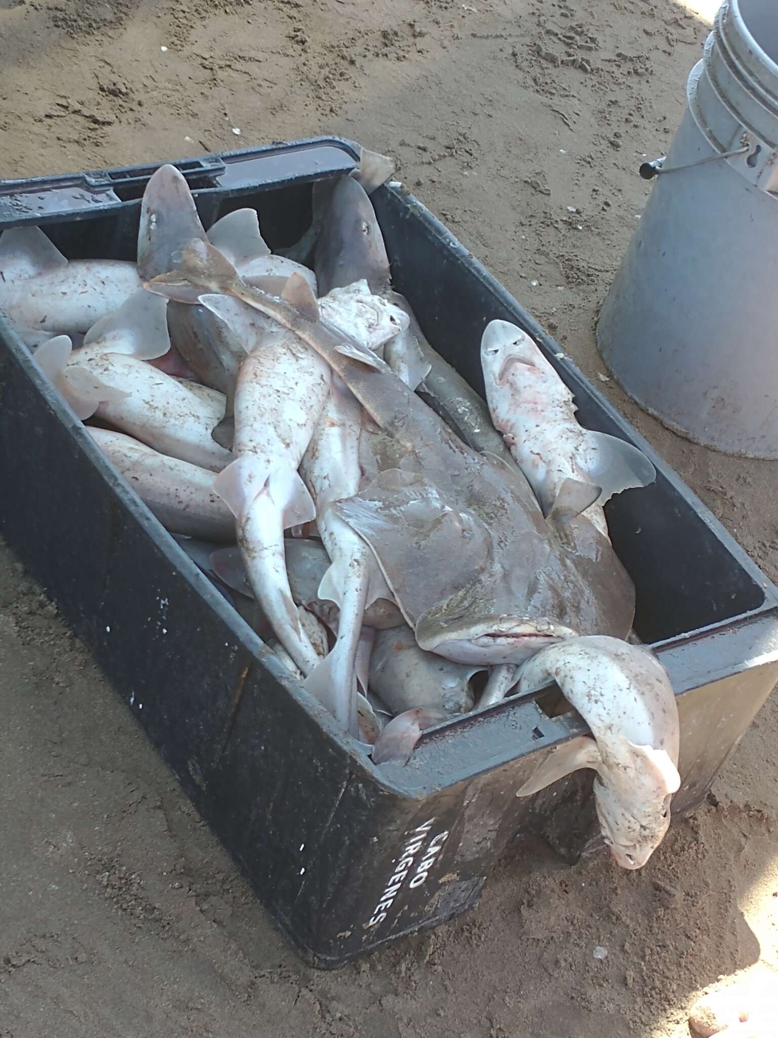 Image of Narrownose Smoothhound