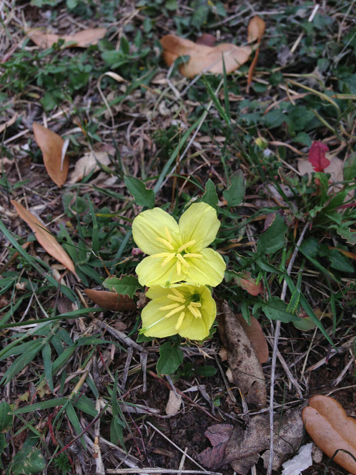 Image of Evening primrose